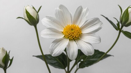 A close-up of a stunning white flower with a vibrant yellow center, surrounded by delicate buds against a soft background.