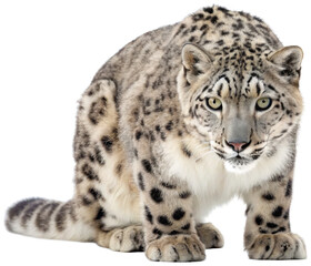 Obraz premium Majestic and powerfully built snow leopard with thick, pale grey fur patterned with dark rosettes, is intently gazing forward with piercing green eyes while, isolated on transparent background.