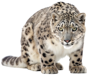 Majestic and powerfully built snow leopard with thick, pale grey fur patterned with dark rosettes, is intently gazing forward with piercing green eyes while, isolated on transparent background.