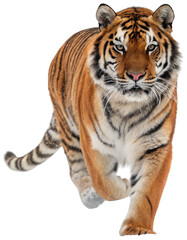 Fototapeta premium Majestic and powerfully built Bengal tiger with vibrant orange and black striped fur, intensely focused gaze, and muscular physique, is dynamically prowling, isolated on transparent background.