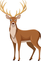 White Tailed Deer with Large Antlers Standing Isolated on White Background, White Tailed Buck with Antlers, Standing Deer Wildlife Portrait, Deer with Large Antlers Isolated