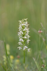 Fototapeta premium Close up of a greater butterfly orchid (platanthera chlorantha) in bloom