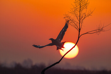 silhouette of a woman