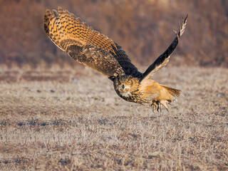 red tailed hawk in flight
