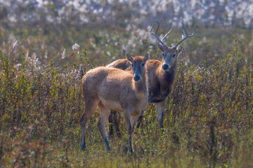 red deer in the grass