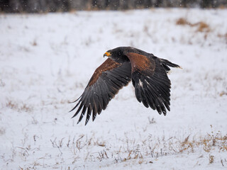 black tailed eagle