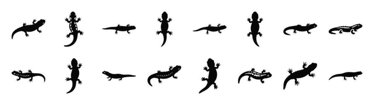 salamander icons collection. Animal icon set. Isolated on White background