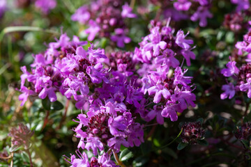 Obraz premium Close up of valerian (valeriana officinalis) flowers in bloom