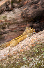 Chipmunk against the backdrop of tropical nature. Chipmunk close-up, running along tree branches.