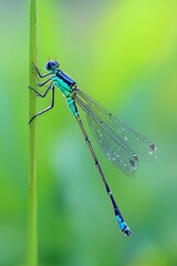 Vibrant blue green damselfly macro closeup clinging to wet marsh grass