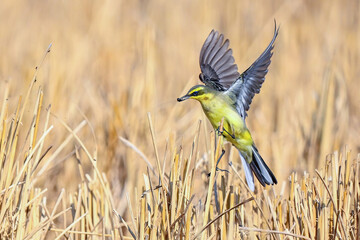 bee eater perched on a branch
