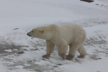 polar bear in the snow