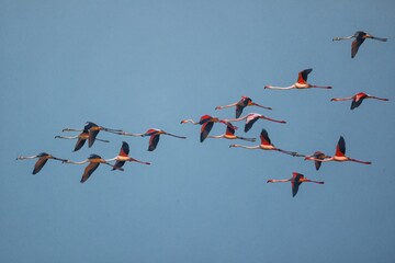 flamingos in the sky