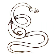 Line drawing of a snake, pit viper type, old paper texture added,  on white background