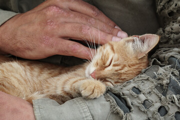 Cute ginger kitten resting on man's lap in military jacket