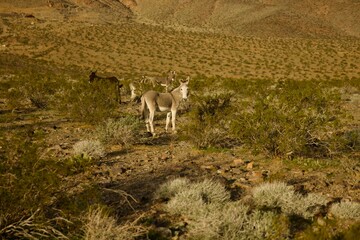 group of donkeys in the wild