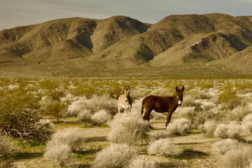 wild mules in the mountains