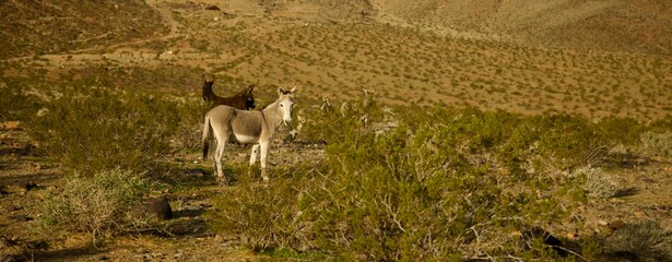 wild donkeys in the remote desert