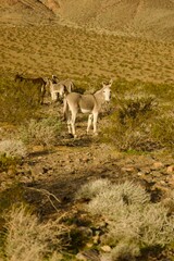 wild donkeys roaming in the desert