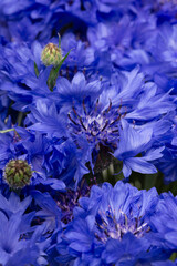 bright blue-violet flowers of cornflowers close up with buds background