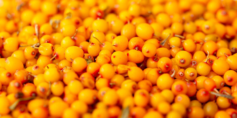 Sea buckthorn berries. Fresh ripe sea buckthorn as a background, top view. Juicy ripe yellow berries in a heap. Sea buckthorn texture close-up. Sour berry with vitamins for tea and marinades. © Vera