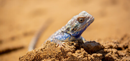 The blue agama sits in ambush on sand and branches and hunts for insects. Beautiful blue lizard...