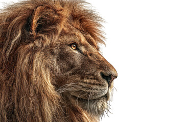 Majestic male lion with a magnificent mane in profile, showing its powerful gaze and regal presence isolated on transparent background
