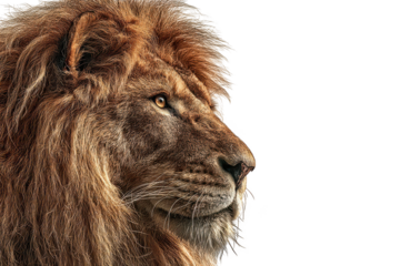 Majestic male lion with a magnificent mane in profile, showing its powerful gaze and regal presence isolated on transparent background