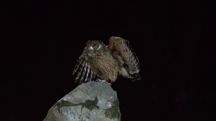 eagle on a black background