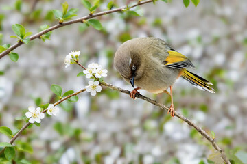 great tit parus major © Bai