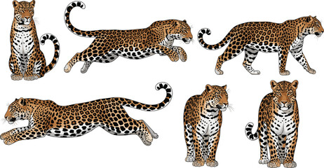 Flat vector illustration set of spotted leopards in various poses including running jumping sitting and walking for wildlife nature and safari designs. © MstBobita