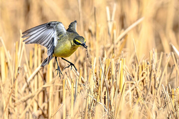great tit parus major on a branch © Bai