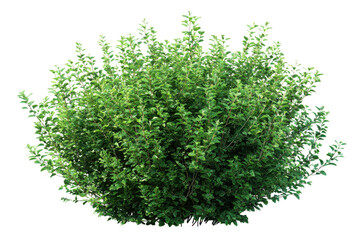 Fototapeta premium Lush green garden bush or shrub with abundant foliage, ideal for landscaping design and natural backgrounds isolated on transparent background