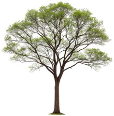 Majestic and sprawling deciduous tree with a textured bark and dense, leafy green canopy, stands prominently with its branches reaching outwards, bathed in soft,, isolated on transparent background.