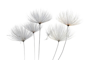 Delicate white feathery seed heads of a plant, resembling dandelions, isolated close-up detail studio shot. isolated on transparent background