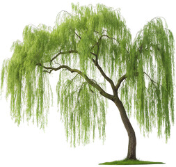 Lush, verdant weeping willow tree with intricately detailed foliage and a textured bark, gracefully cascading its branches downwards in a natural pose,, isolated on transparent background.