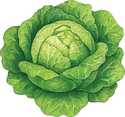 Fototapeta premium Lettuce Watercolor Illustration Head