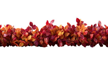 Autumn Leaves Border with Transparent Background