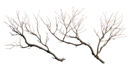 Bare Branches on Transparent Background