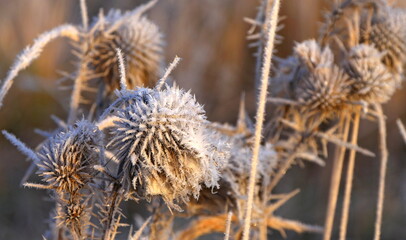 Fototapeta premium Plants and grass covered with frost crystals in a field on a winter day in the light of a soft sun.