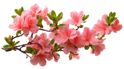Blooming Pink Azalea Branch