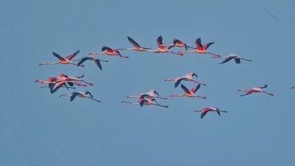 flamingos in the lake