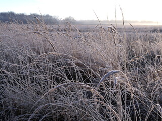 Plants and grass covered with frost crystals in a field on a winter day in the light of a soft sun.