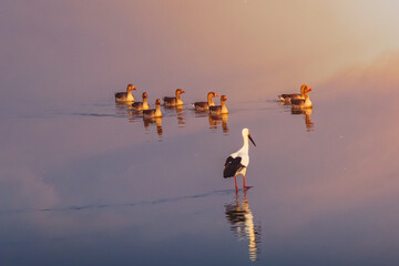 birds flying over the lake