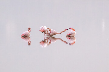 pink flamingos in the water