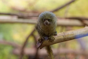 Rollo ohne bohren Affe Petit singe perché sur une branche dans un environnement naturel  © shootandcreate