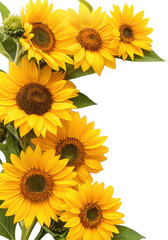 Vibrant and fully bloomed sunflowers with textured dark brown centers and bright yellow petals are artfully arranged along a diagonal, showcasing their natural, isolated on transparent background.