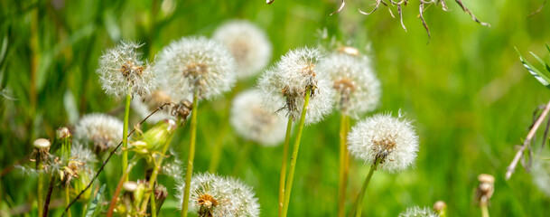 Dandelion close-up on a spring meadow. Dandelion seeds in the sunlight blowing away across a fresh green morning background