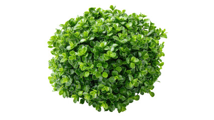 Fototapeta premium Green Bush on Transparent Background