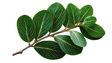 Fototapeta premium Green Leaves on a Branch
